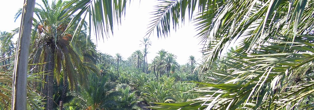 El Palmeral de Elche, nuestro criadero de la auténtica Palma Blanca.