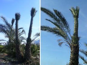 El primer paso para la elaboración de la <strong>Palma Blanca</strong> es cerrar el ojo de la palmera con cuerdas artesanas formando así un cono en el que las palmas nuevas que nazcan no realicen la fotosíntesis, adquiriendo así un <strong>color amarillento</strong> identificativo de esta palma.