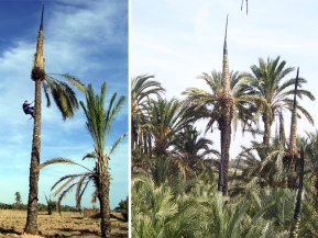 Unos meses más tarde y ya con las <strong>palmas amarillas</strong>, los especialistas palmeros trepan hábilmente a la palmera y la cubren, bien con hojas, bien con un plástico especial. En esta labor, conocida como “encaperutxat”, es importante dejar la parte superior abierta de forma que las palmas queden protegidas del sol pero puedan continuar creciendo hasta un máximo de 4 metros.