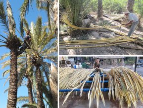 Entre 8 y 10 meses después se retiran las palmas exteriores o “encaperuzado” y se cortan las palmas que han crecido en su interior, dejando siempre las palmas necesarias para no alterar el <strong>crecimiento natural</strong> de la palmera ni causarle ningún tipo de daño.