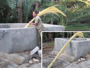 Una vez recolectadas de la palmera, las palmas se cepillan una a una con sumo cuidado y se introducen en piscinas especiales para ser blanqueadas. Por último, estas palmas se depositan en cámaras acondicionadas para terminar su blanqueamiento y mantenerlas en un <strong>estado óptimo de conservación</strong> hasta su envío.